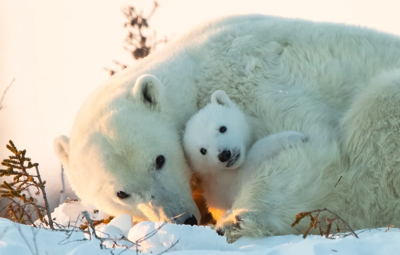 Фото обои снег, медвежонок, детёныш, медведица, Белые медведи, Полярные медведи