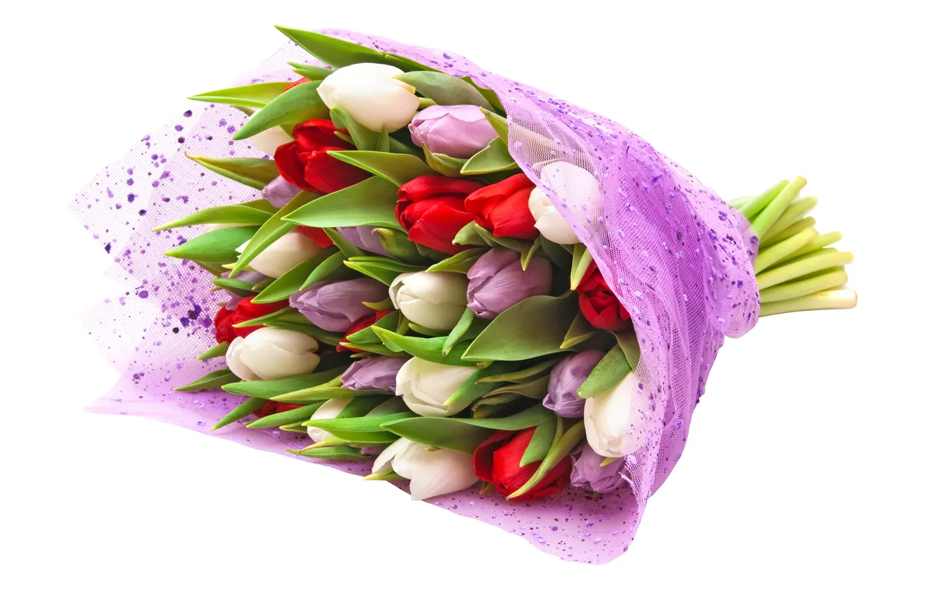 Фото обои букет, фиолетовые, тюльпаны, красные, белый фон, белые