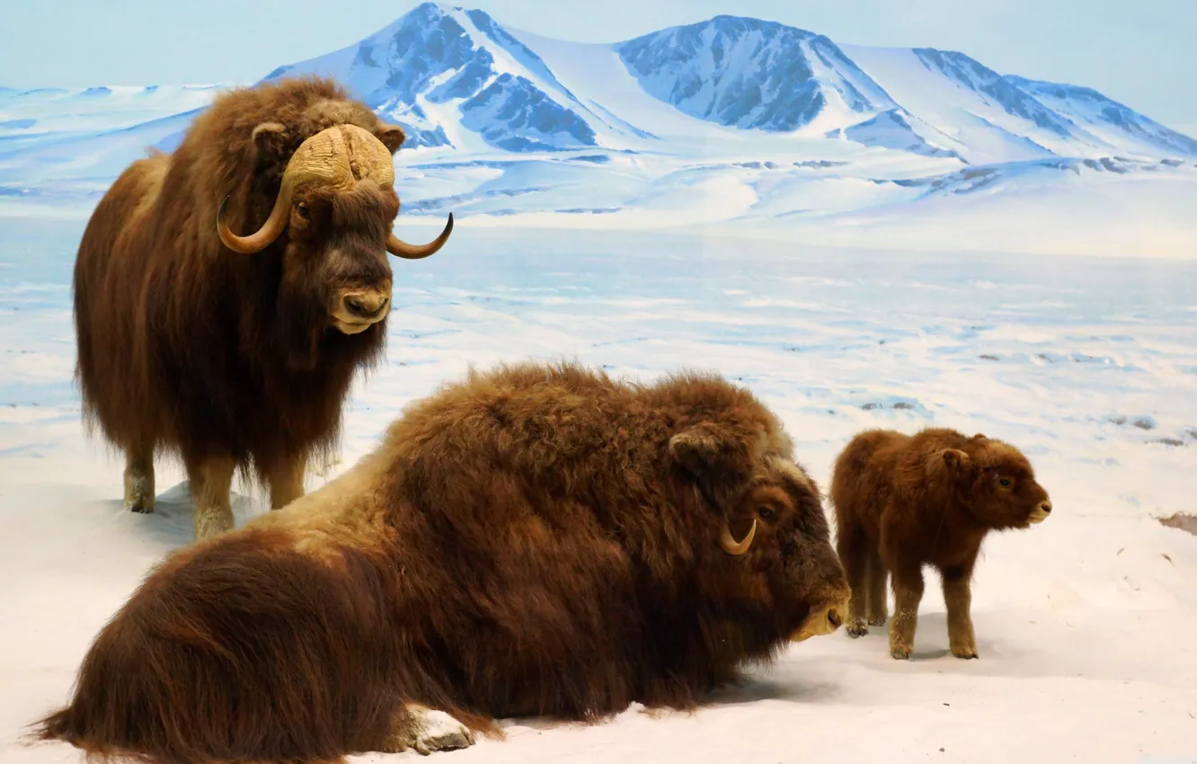 Фото обои ice, nature, mountain, cold, bison, bison cub