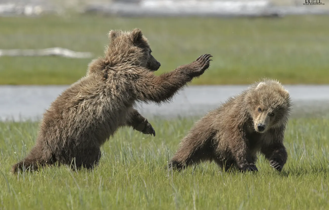 Фото обои природа, медведи, луг, медвежата, играют, DUELL ©