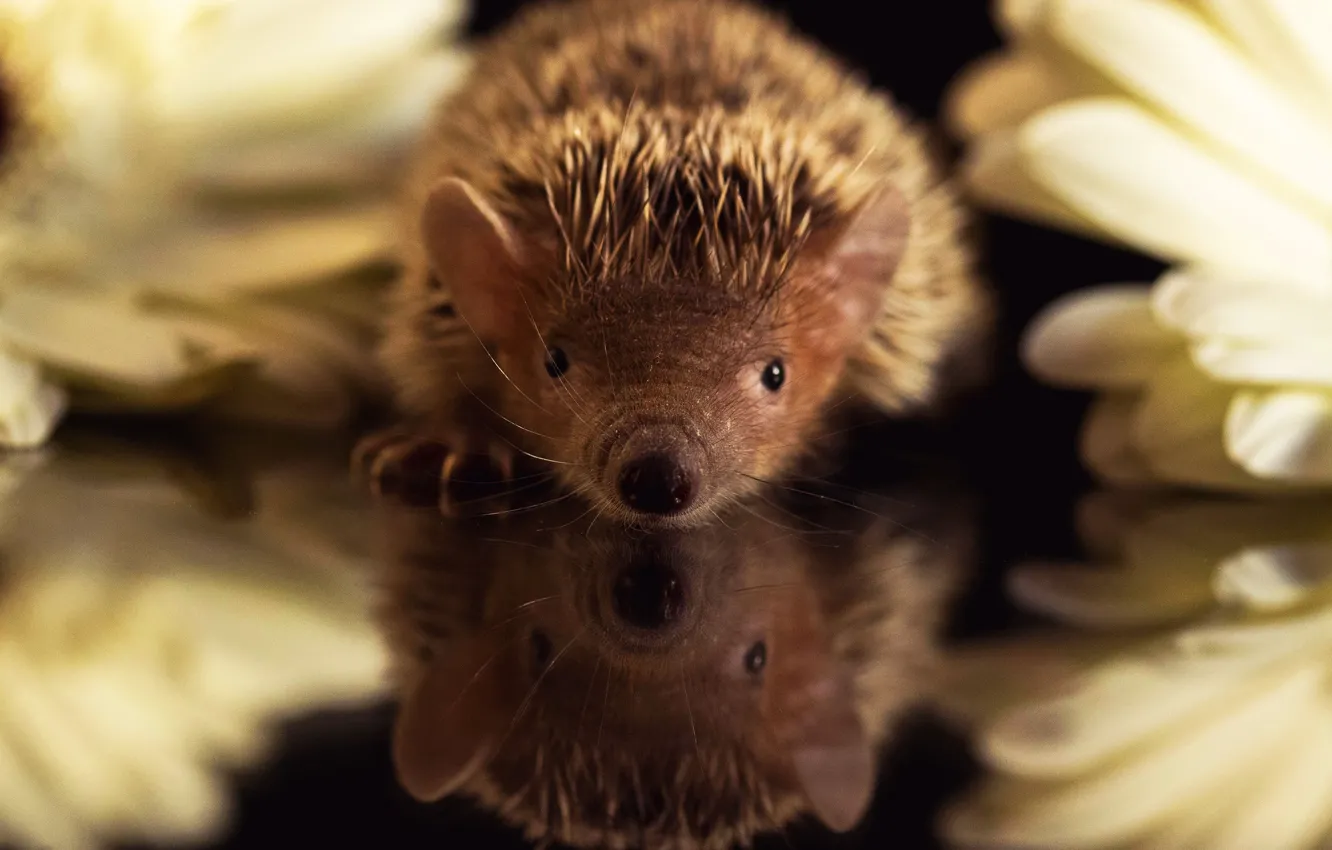 Фото обои взгляд, цветы, отражение, ромашки, нос, колючки, мордочка, черный фон