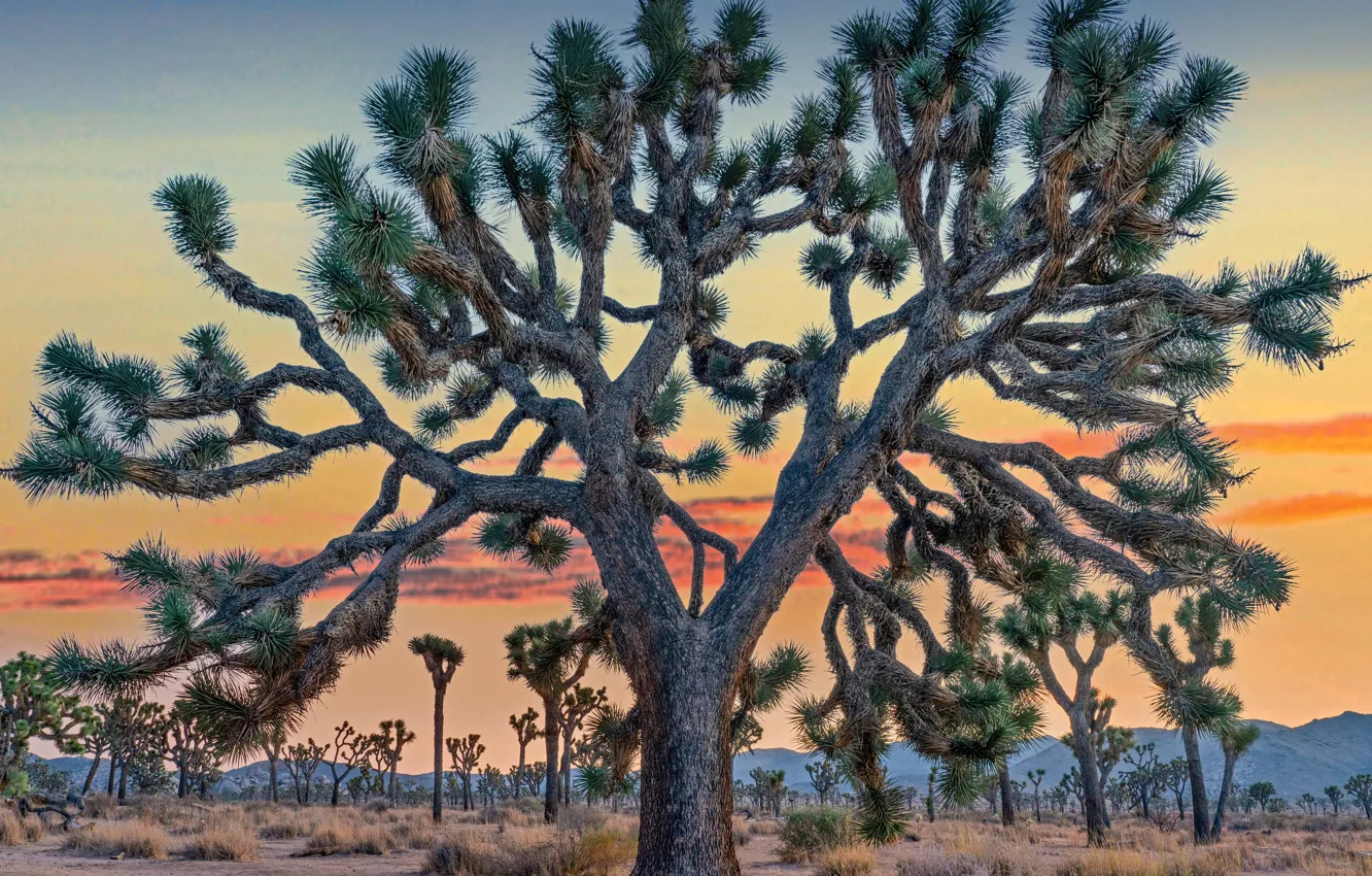 Фото обои Joshua Tree, California, National Park, 2022