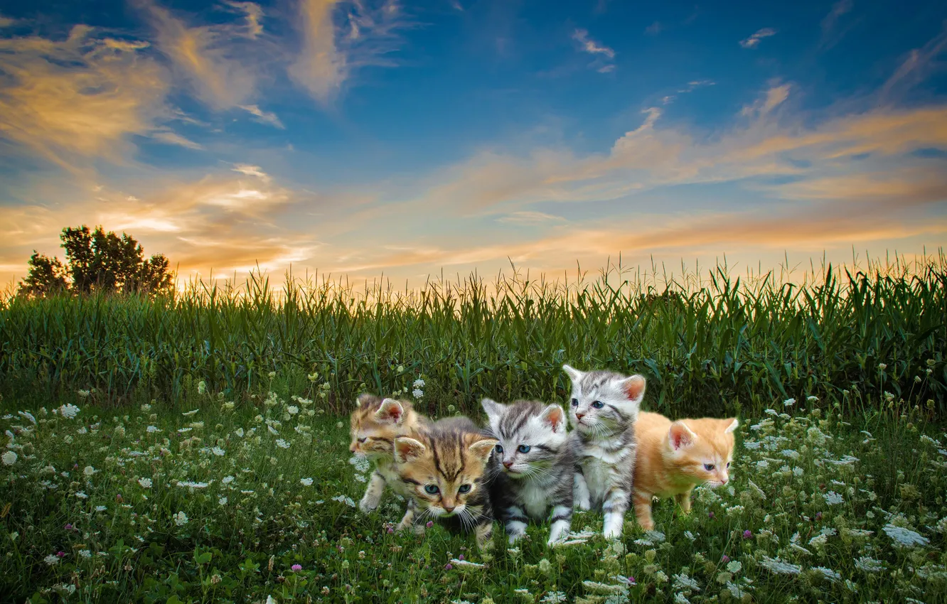 Фото обои поле, лето, трава, облака, кошки, закат, цветы, природа