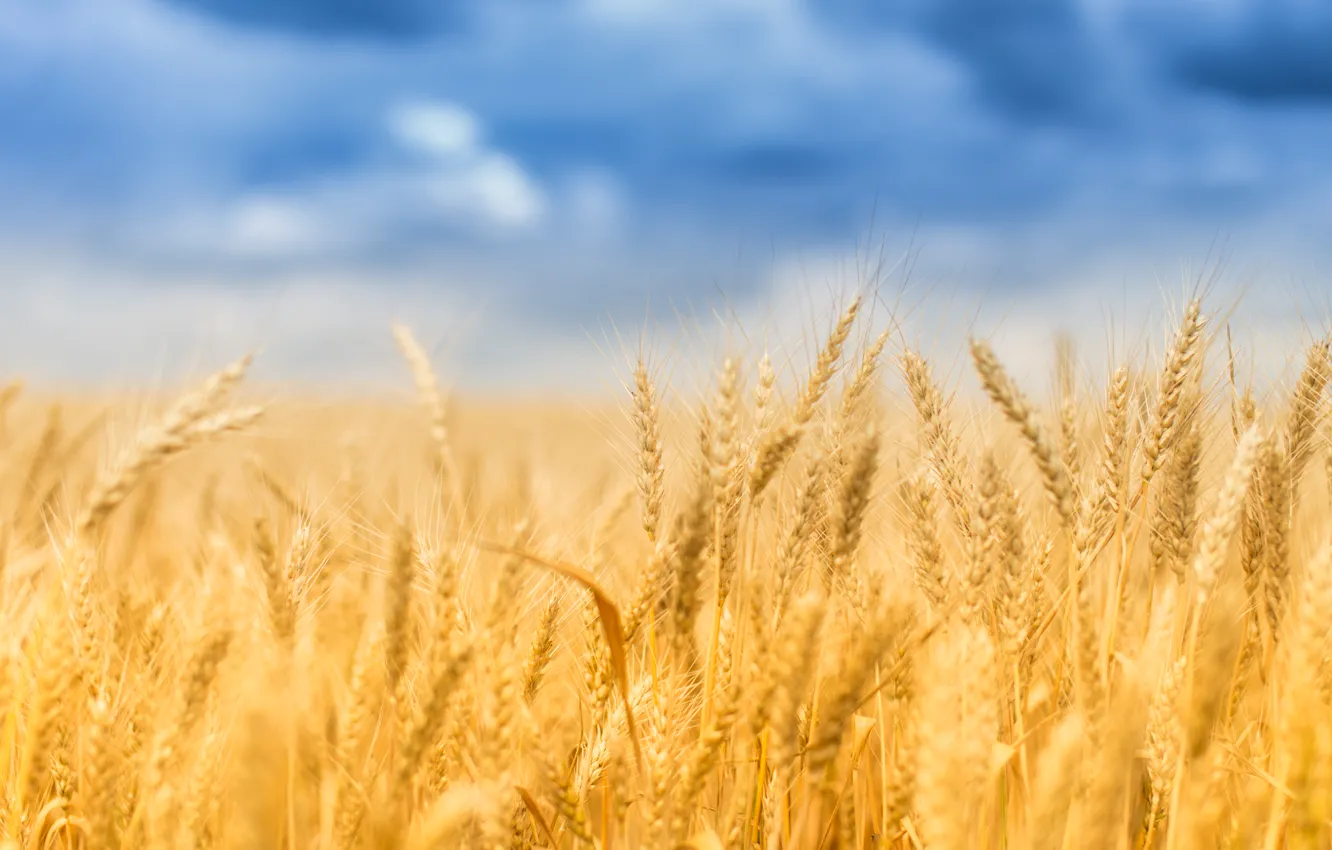 Фото обои пшеница, поле, лето, колосок