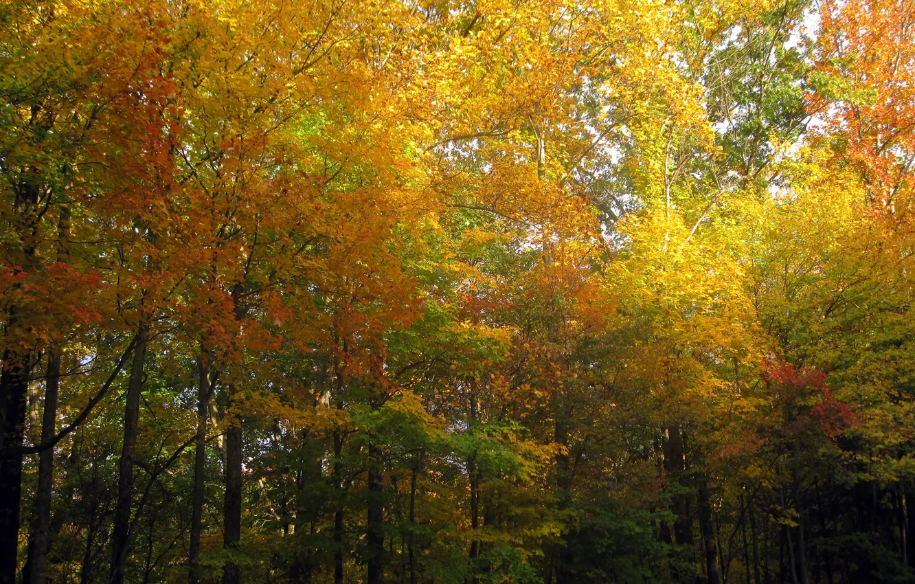 Фото обои Осень, Деревья, Лес, Fall, Autumn, Золотая осень, Colors, Forest