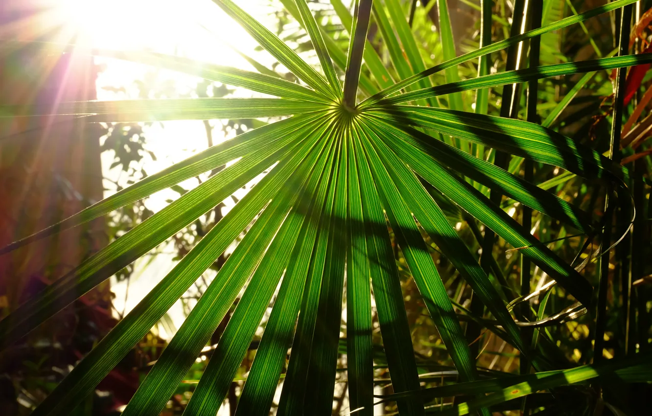 Фото обои солнце, пальма, тепло, солнечные лучи, листья пальмы