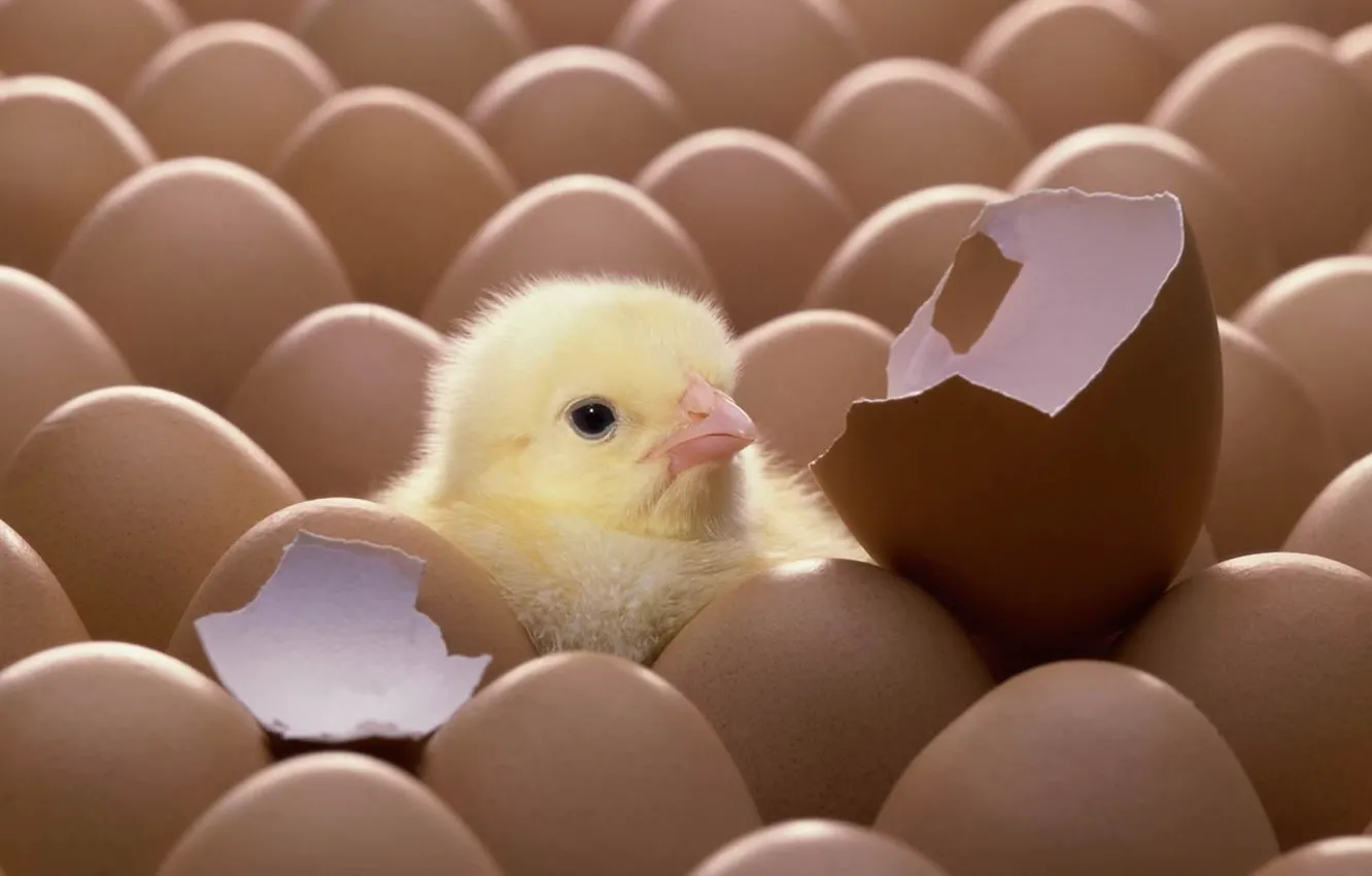 Фото обои яйцо, скорлупа, птенец, цыплёнок
