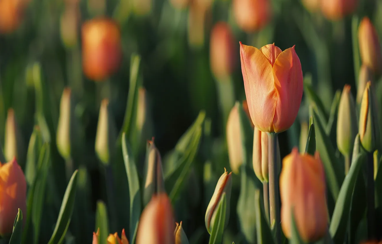Фото обои поле, цветок, цветы, тюльпан, весна, тюльпаны, оранжевые, бутоны