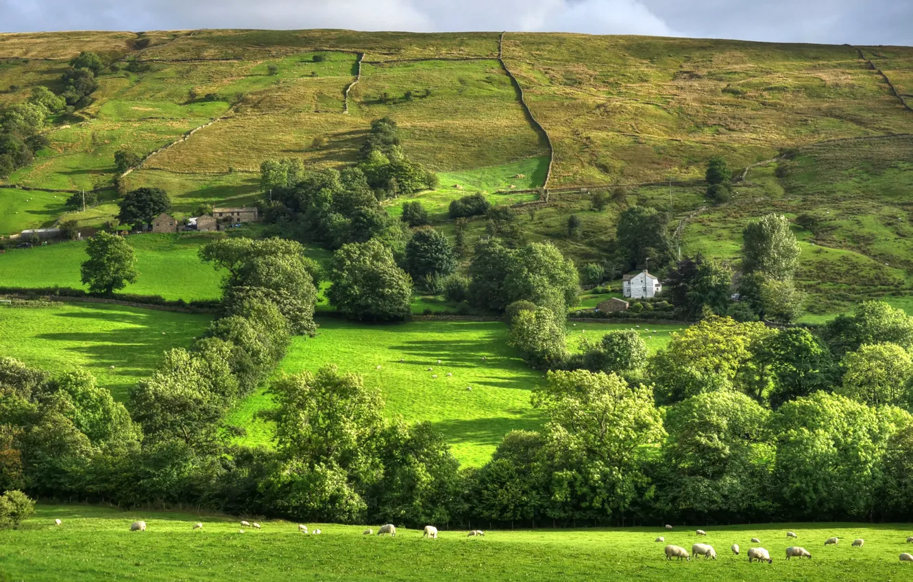 Фото обои зелень, лето, деревья, поля, овцы, пастбище, Великобритания, домики
