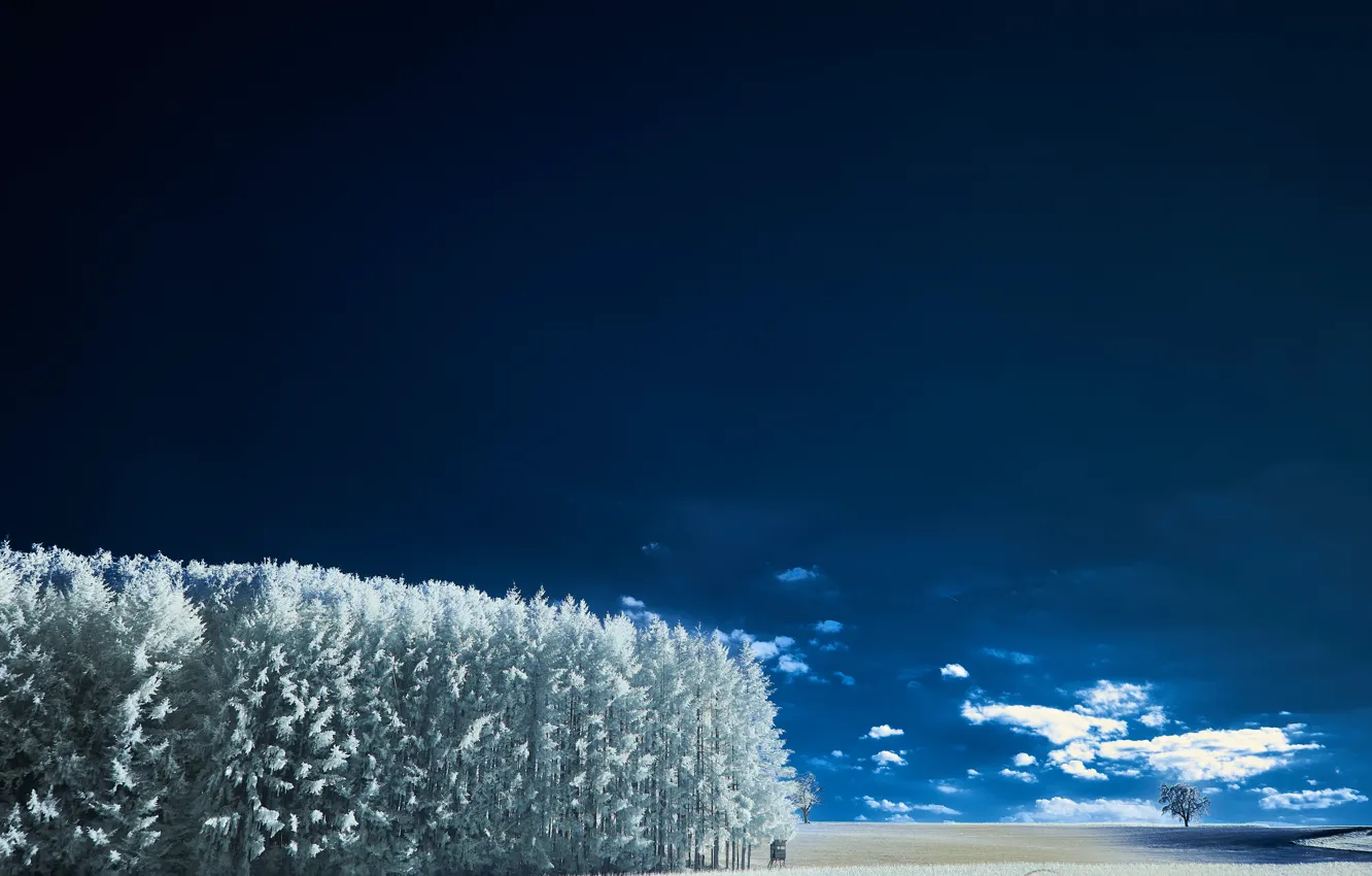 Фото обои sky, trees, landscape, nature, wood, winter, clouds, snow