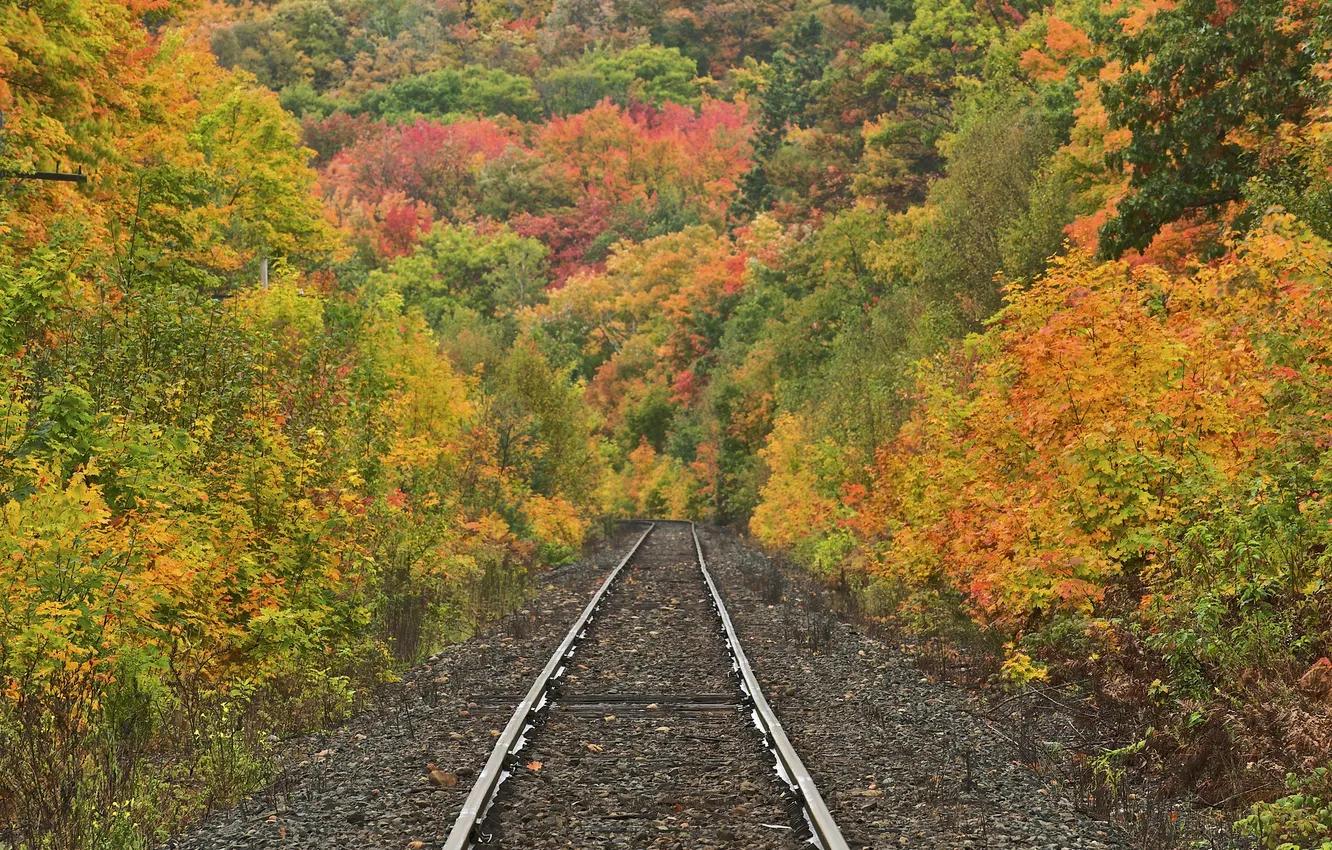 Фото обои дорога, осень, лес, деревья, природа, рельсы, склон