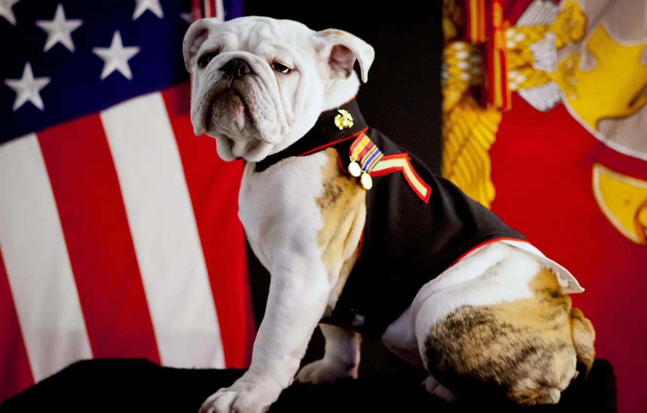 Фото обои USA, military, dog, marine, american flag, flag, pose, ceremony