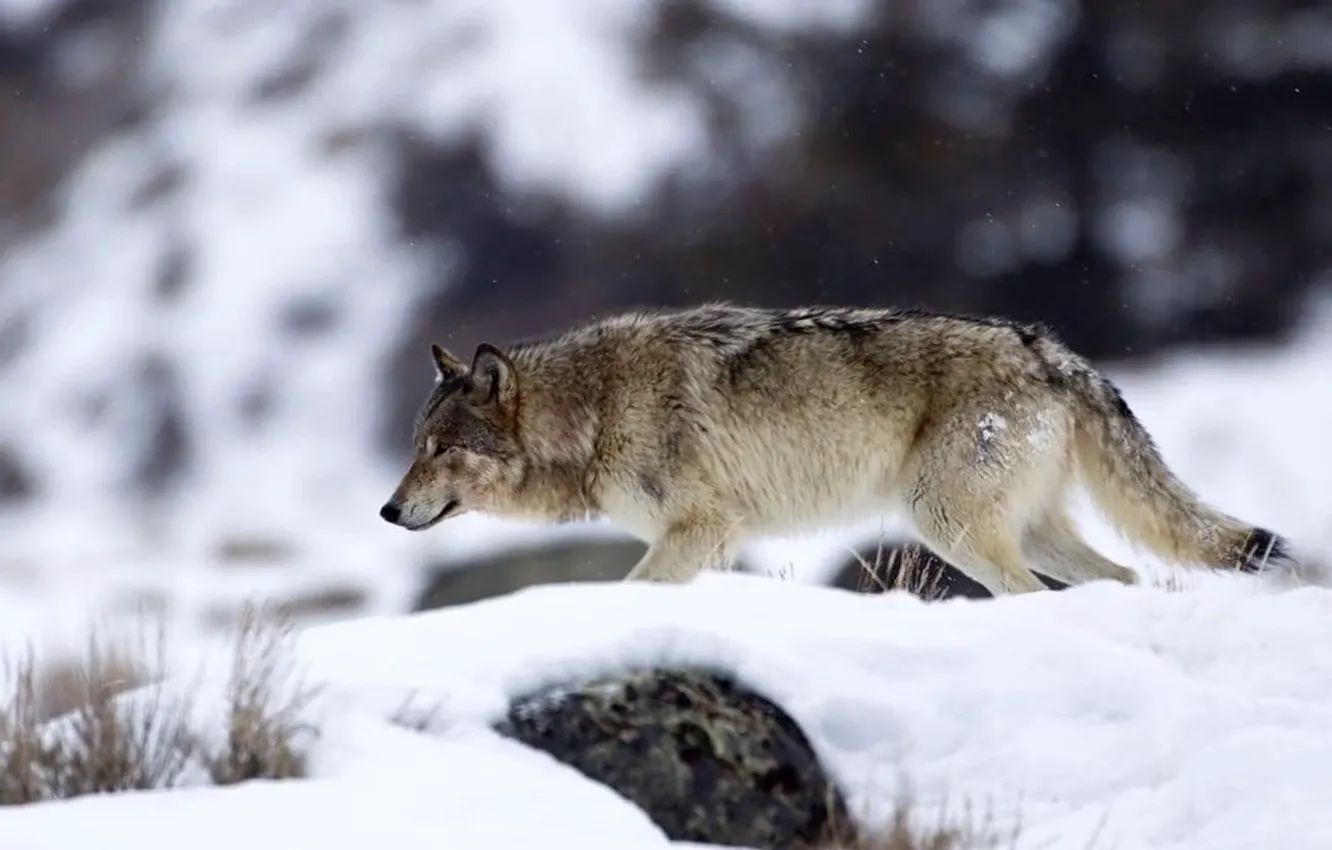 Фото обои nature, predator, animal, wolf, wildlife, portrait, portrait., Canis lupus. face