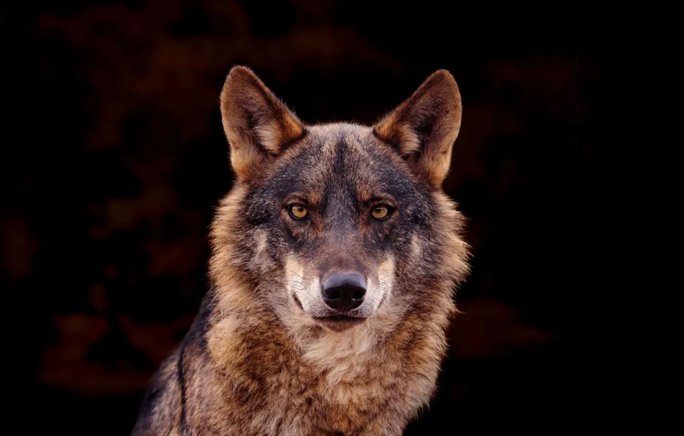 Фото обои nature, face, animal, wolf, wildlife, head, fur, mammal