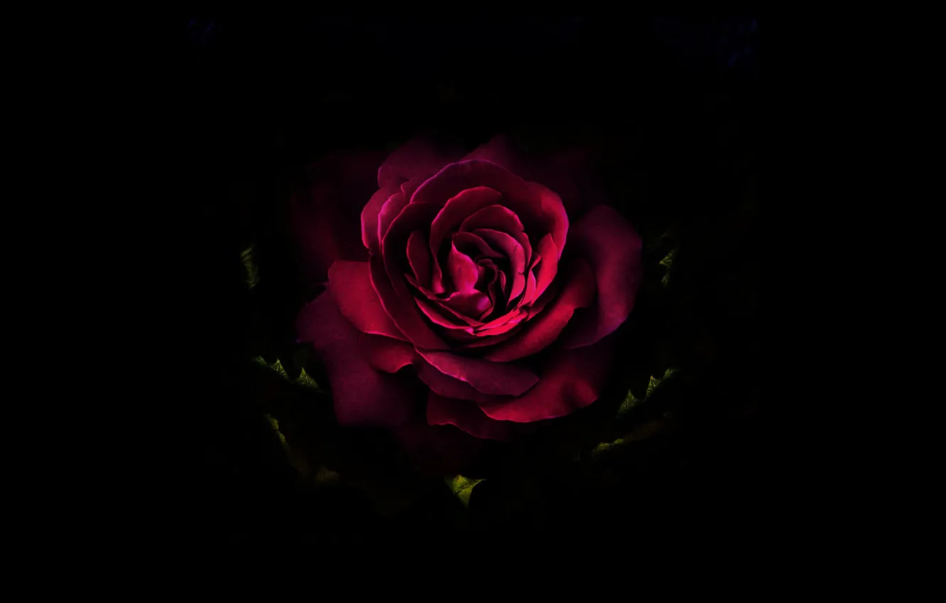 Фото обои цветок, роза, чёрное, арт