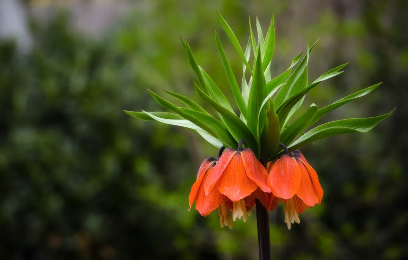 Фото обои цветок, фокус, оранжевые, колокольчики, полевой, Рябчик императорский