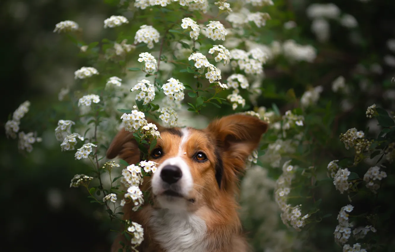 Фото обои взгляд, морда, портрет, собака, цветки