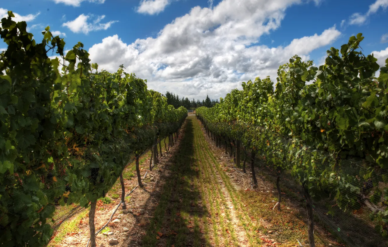 Фото обои HDR, sky, photography, New Zealand, clouds, plants, path, vineyard