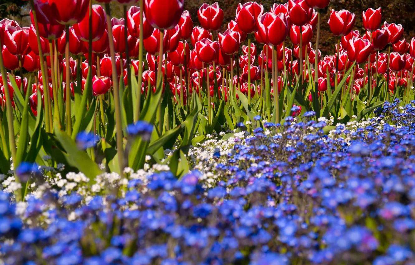 Фото обои Green, Flowers, Park, Spring, Sunshine, Tulips, Bright, Blossom