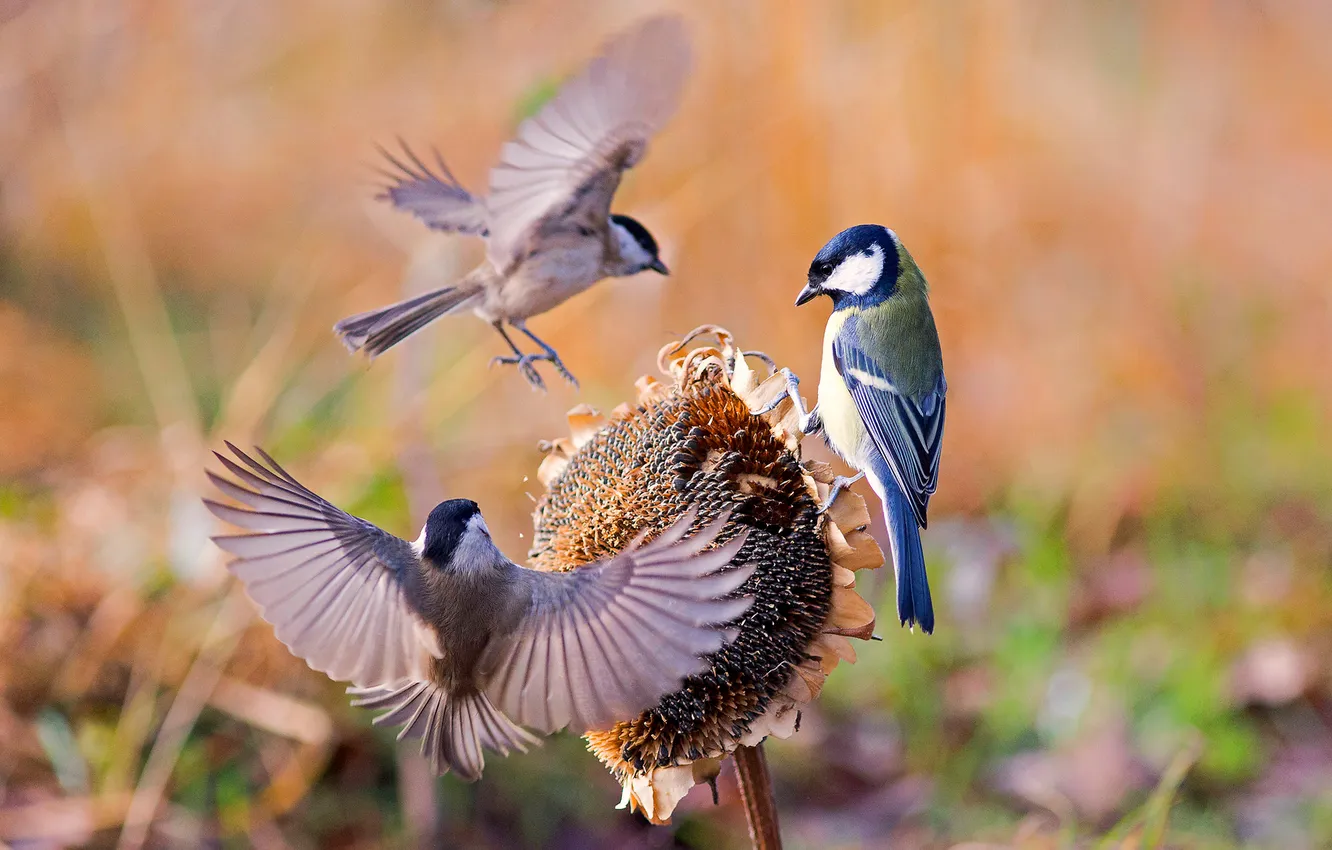 Фото обои птицы, крылья, подсолнух, воробей, синица