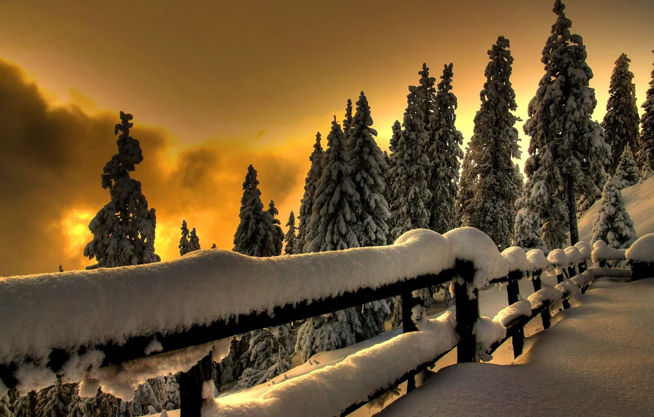 Фото обои холод, зима, лес, снег, природа, фон, обои, пейзажи