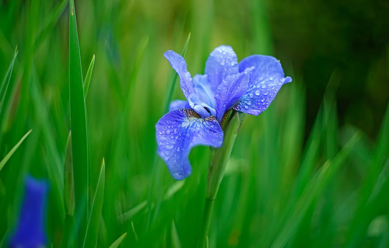 Фото обои зелень, трава, капли, синий, природа, роса, фон, голубой