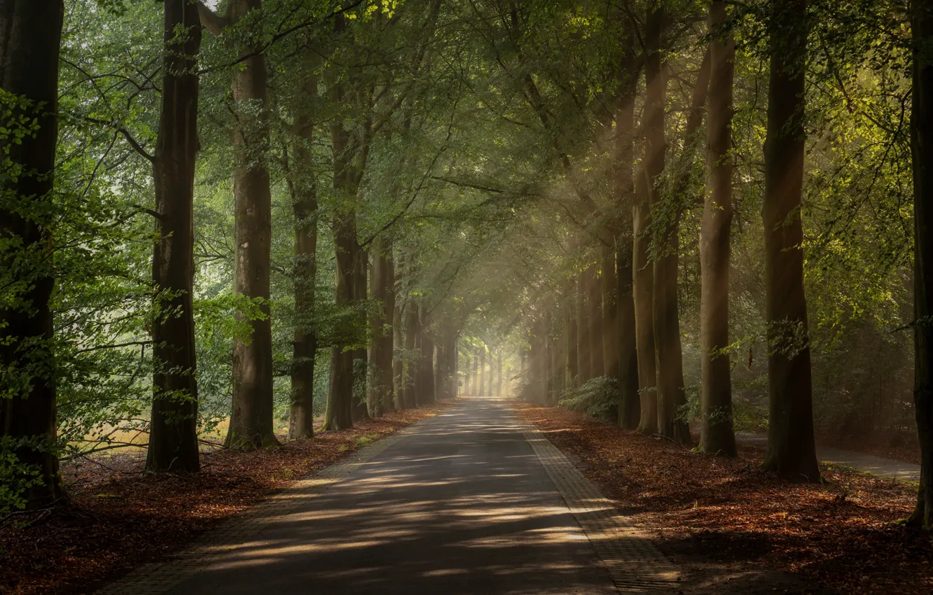 Фото обои дорога, лучи, деревья, Нидерланды, аллея