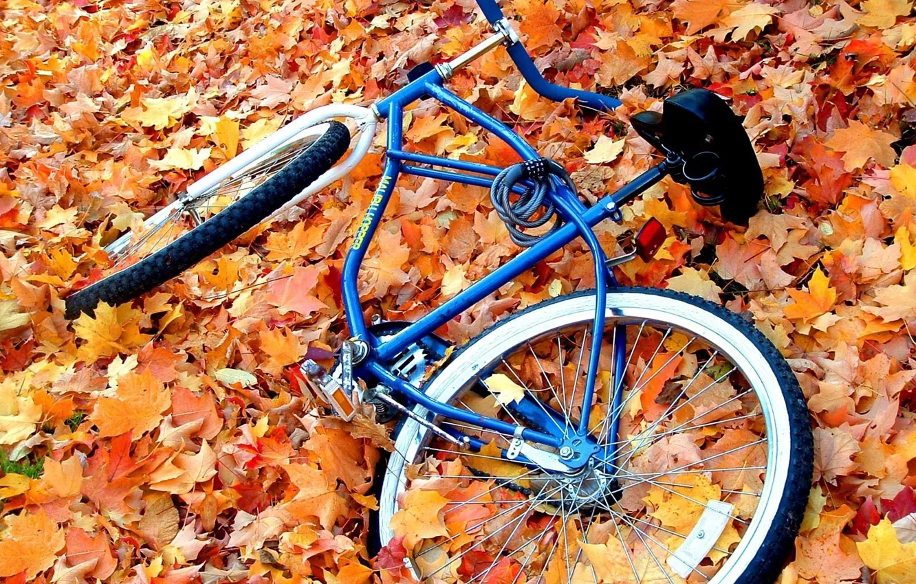 Фото обои осень, листья, желтый, велосипед, велик, брошенный