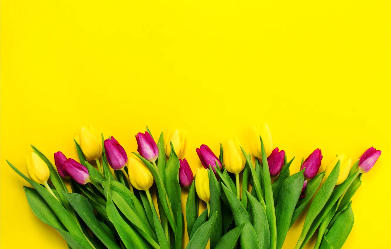 Фото обои цветы, букет, желтые, colorful, тюльпаны, fresh, yellow, flowers