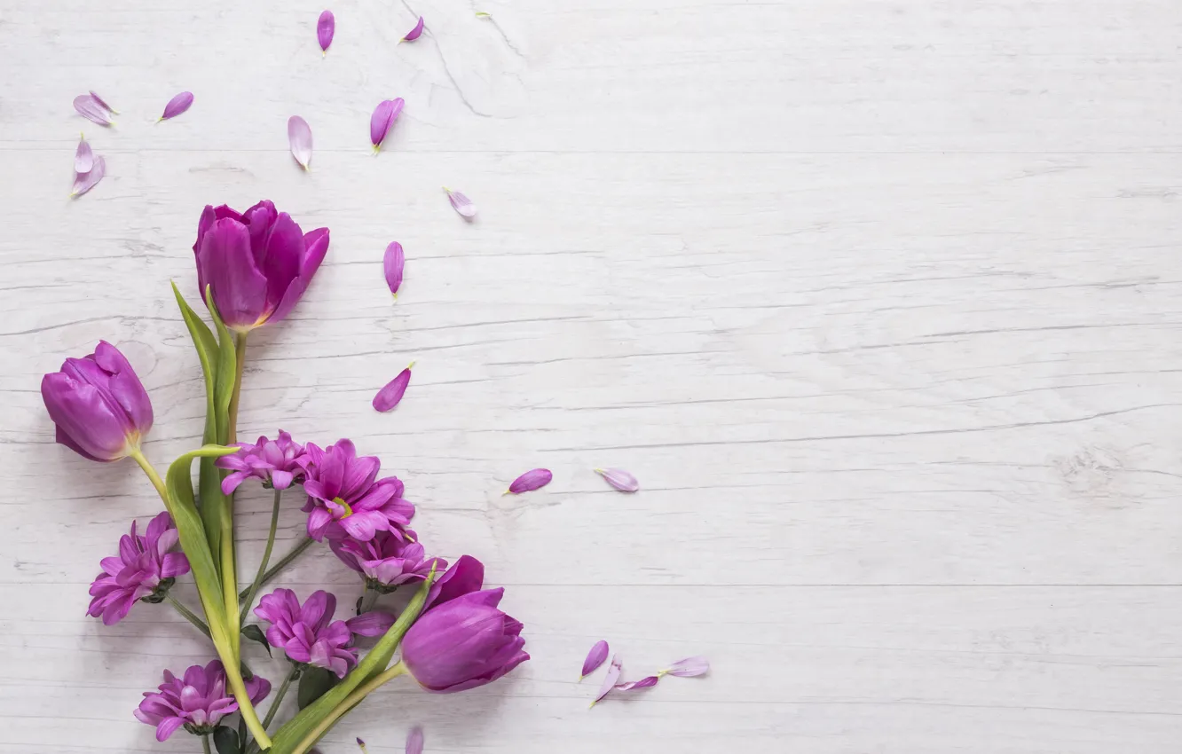 Фото обои цветы, фиолетовые, тюльпаны, flowers, beautiful, tulips, spring, purple