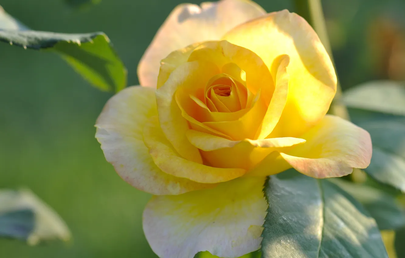 Фото обои роза, лепестки, бутон, жёлтая, жёлтая роза