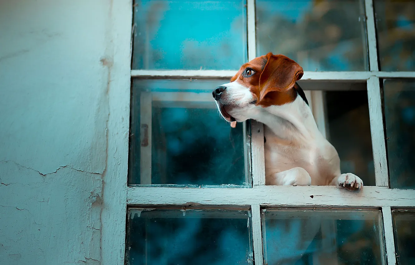 Фото обои собака, окно, Бигль