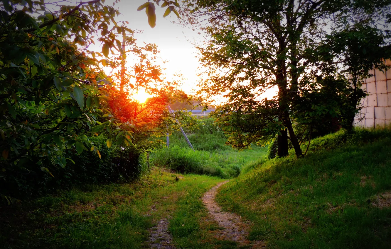 Фото обои дорога, лес, лето, небо, трава, солнце, деревья, закат