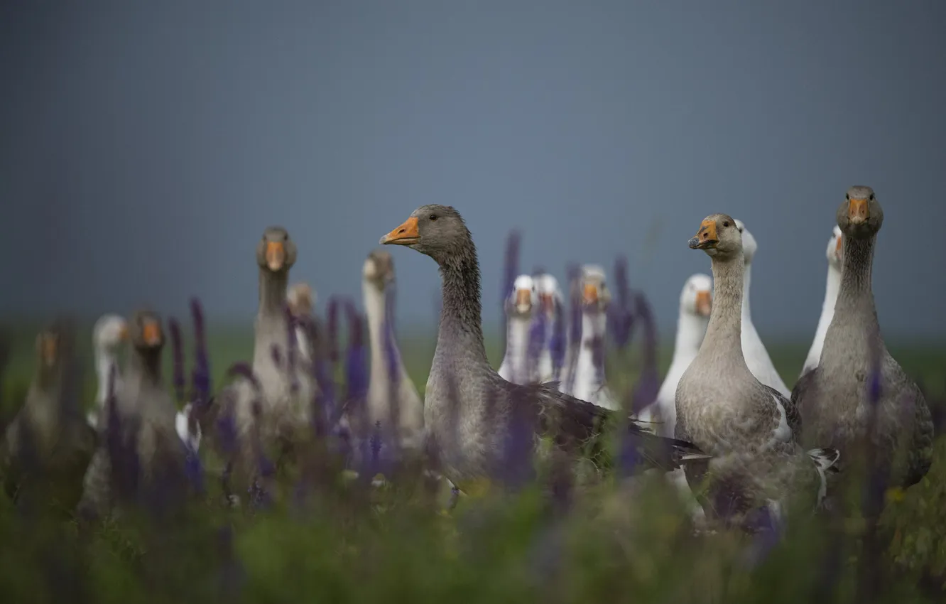 Фото обои field, animal, goose