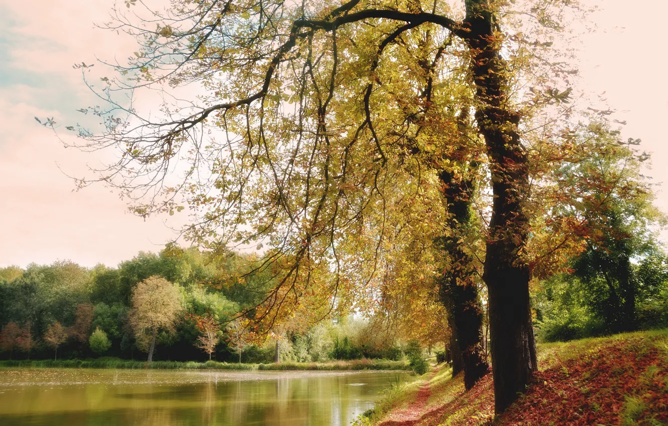 Фото обои осень, лес, озеро, парк