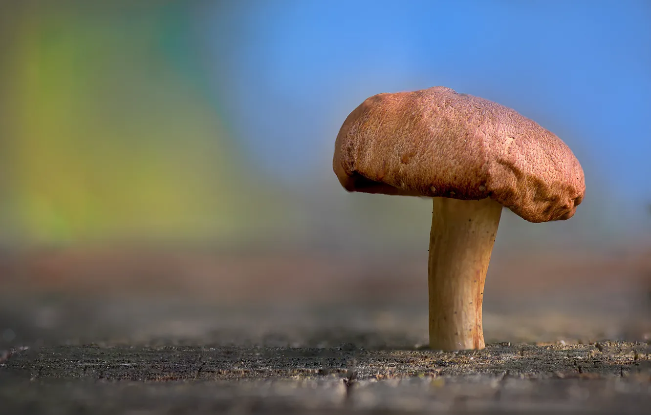 Фото обои nature, beauty, mushroom