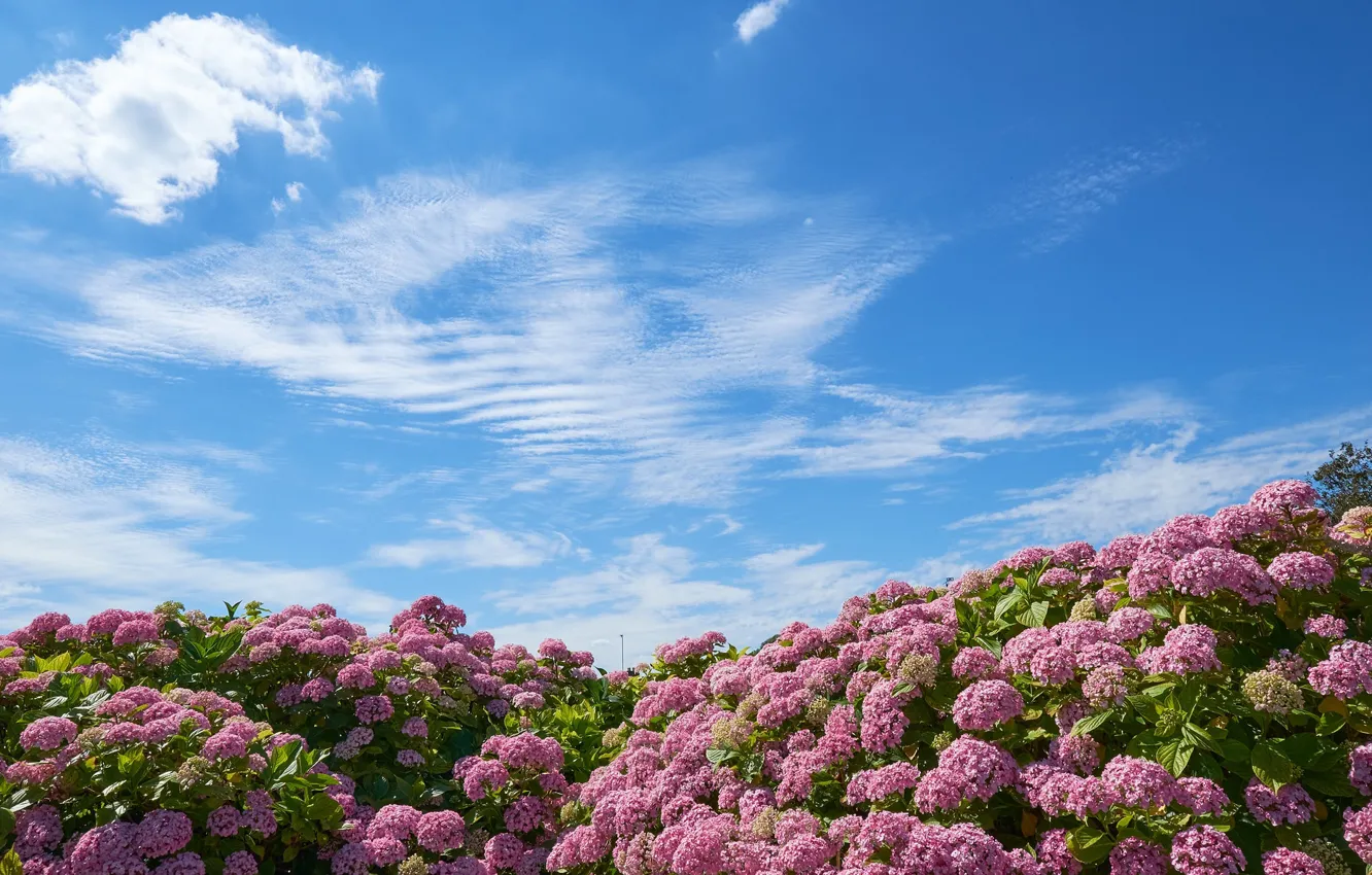 Кустарник облако. Гортензия Пинк Клауд. Гортензия Pink cloud. Японский сад гортензий. Кусты небо.
