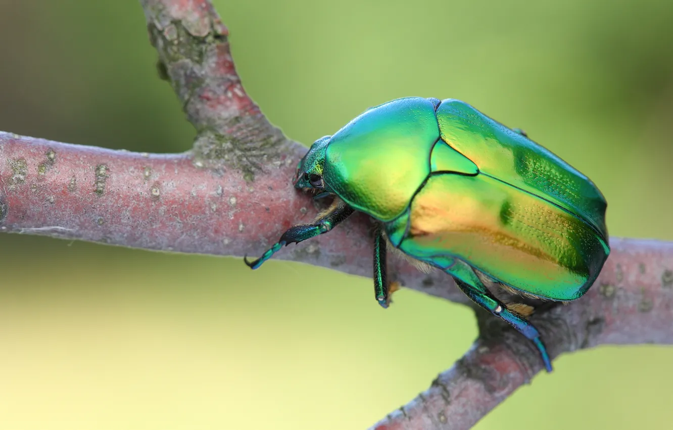 Фото обои макро, зеленый, дерево, жук, ветка, насекомое, зеленый фон, блестящий