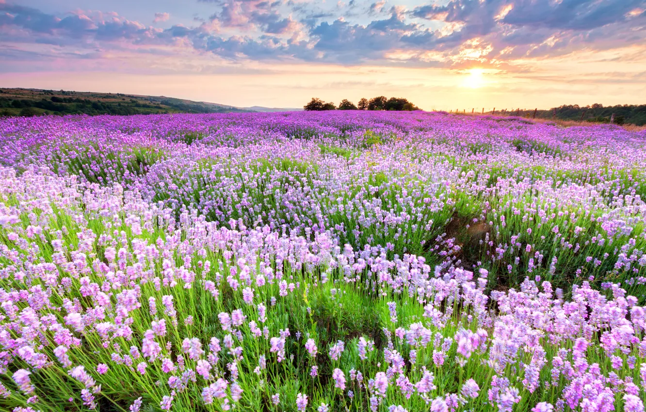 Фото обои поле, закат, цветы, розово-сиреневые