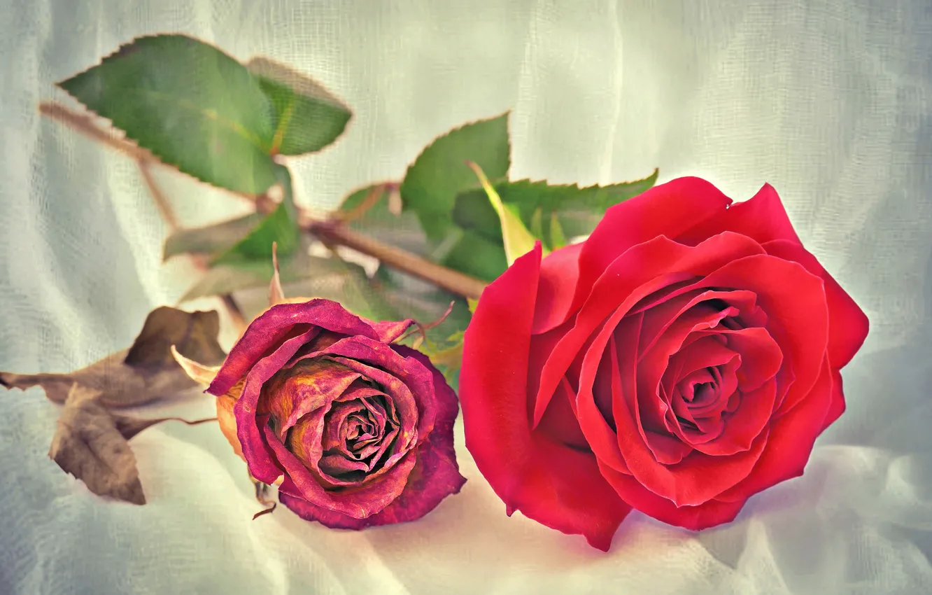 Фото обои макро, розы, засохшая роза