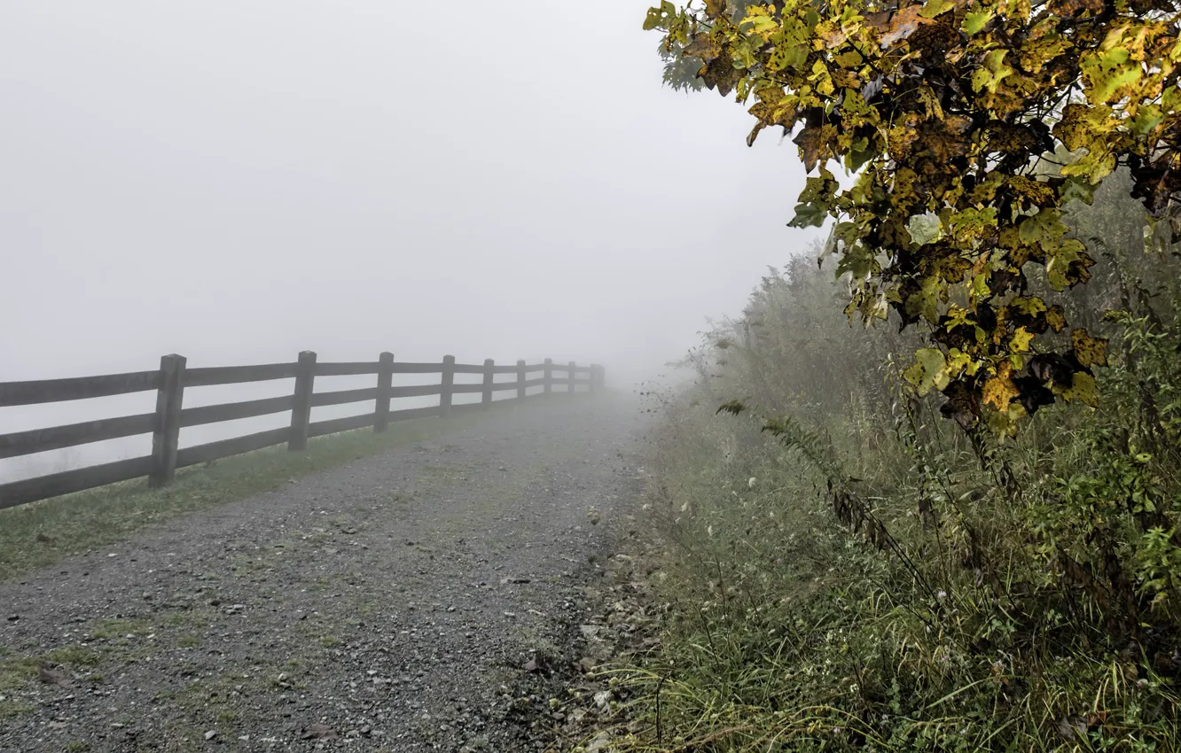 Фото обои осень, трава, листья, деревья, туман, забор, ограждение, США