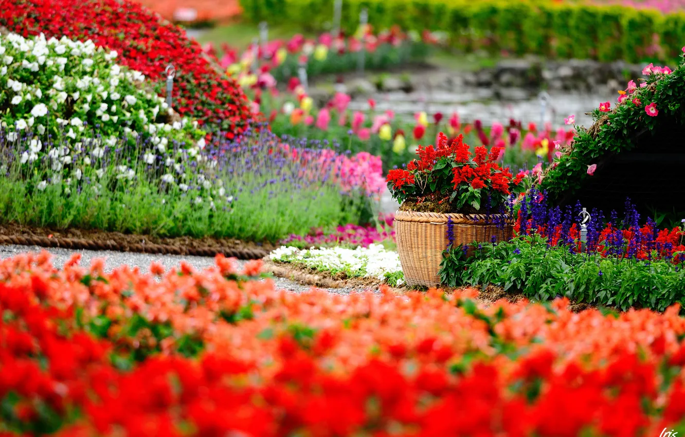 Фото обои цветы, парк, яркие, сад, горшок, цветение, много, сальвия