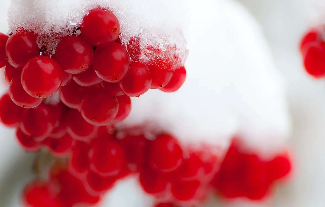 Фото обои зима, снег, ягоды, калина