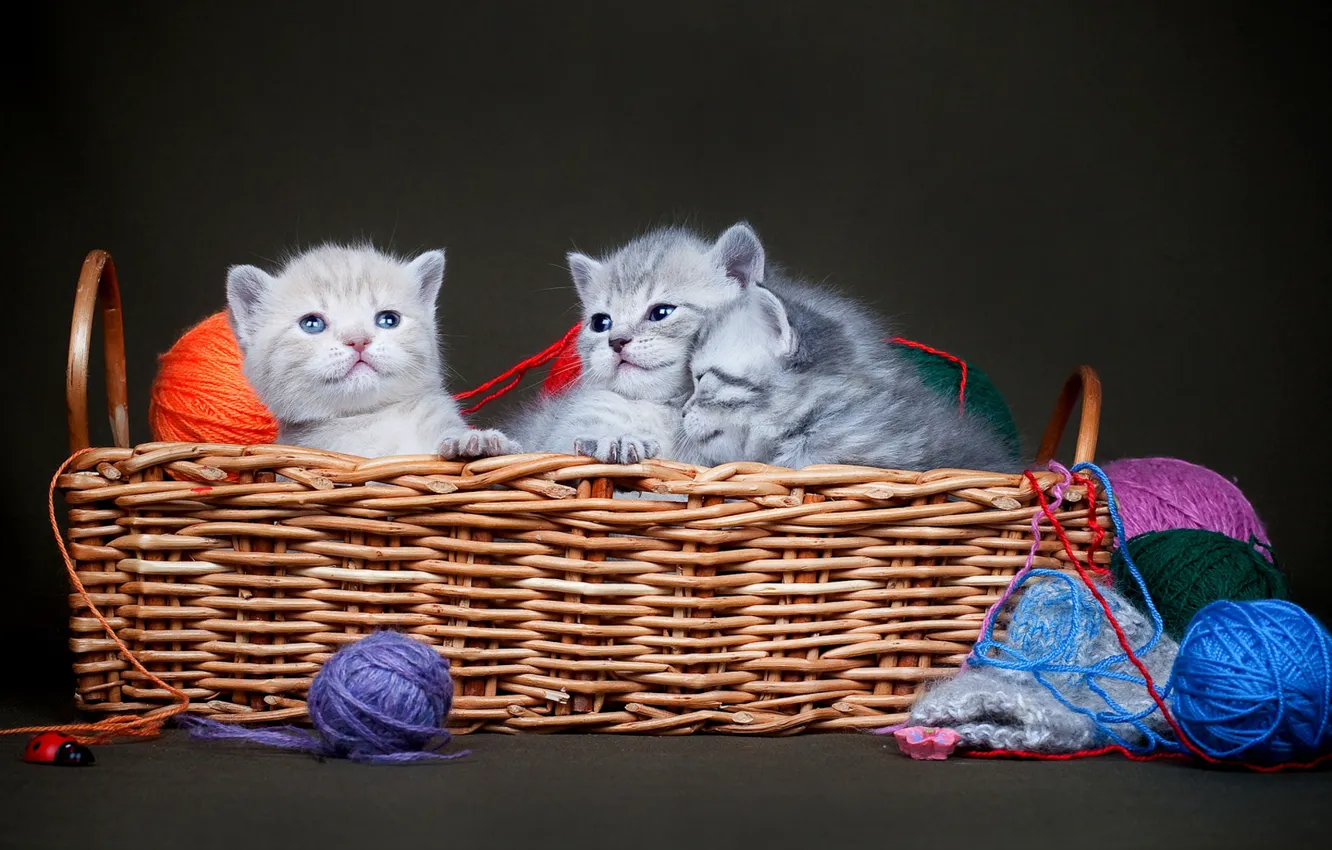 Фото обои корзина, котята, малыши, нитки, корзинка, трио, клубки, тёмный фон