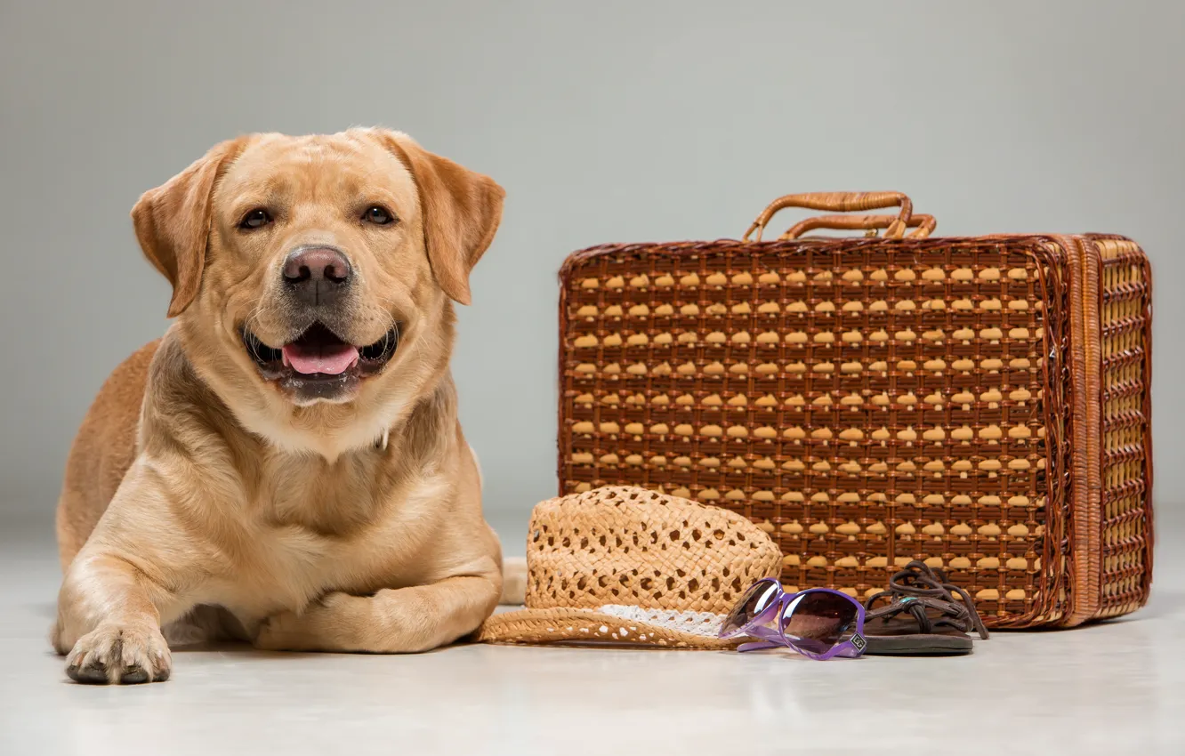 Фото обои взгляд, собака, шляпа, чемодан, лабрадор, beautiful, labrador