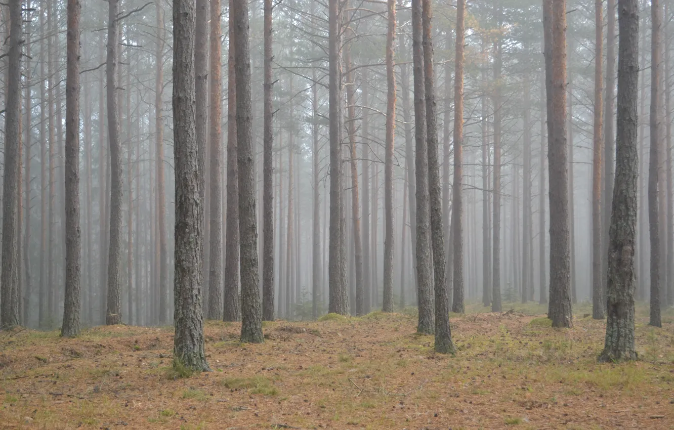 Фото обои осень, лес, трава, деревья, природа, туман