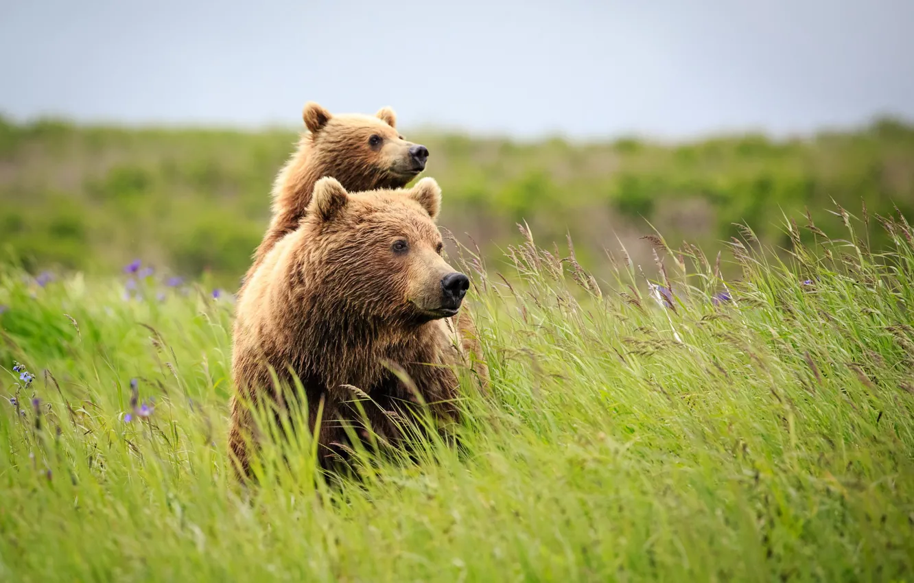 Фото обои лето, природа, медведи