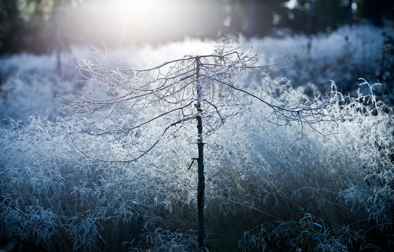 Фото обои morning, beauty, mist, disforestation, frost