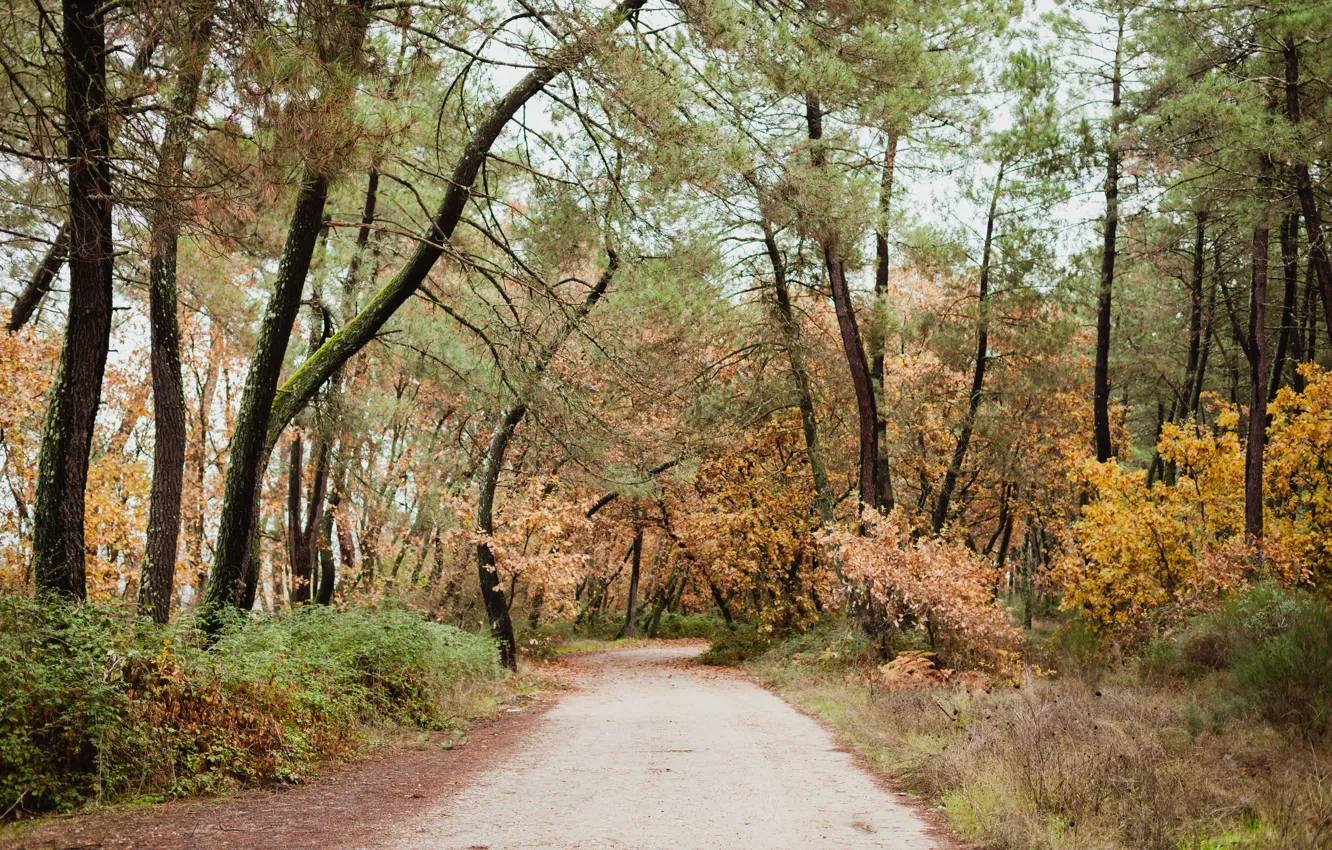 Фото обои осень, лес, листья, деревья, парк, colorful, forest, landscape