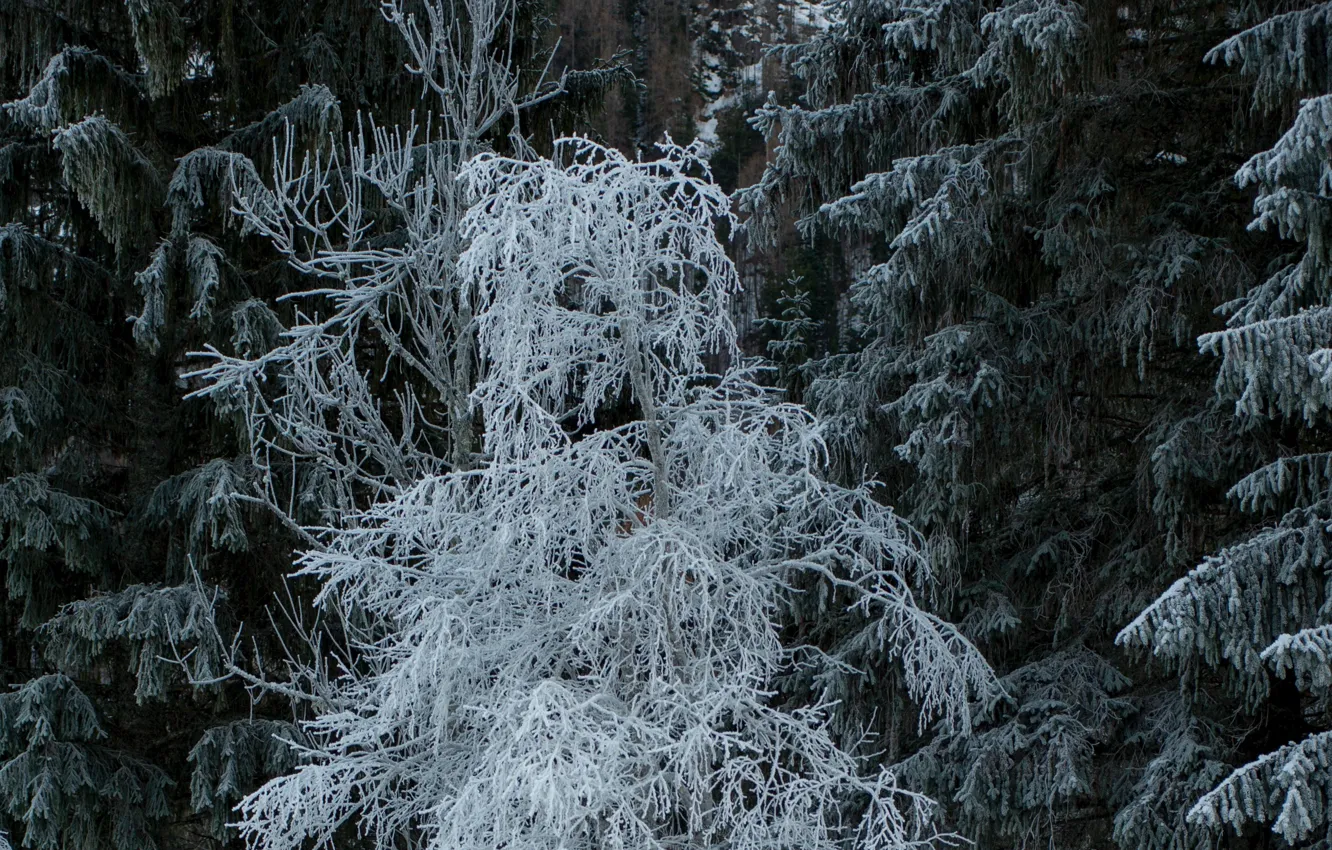 Фото обои зима, иней, снег, деревья, природа
